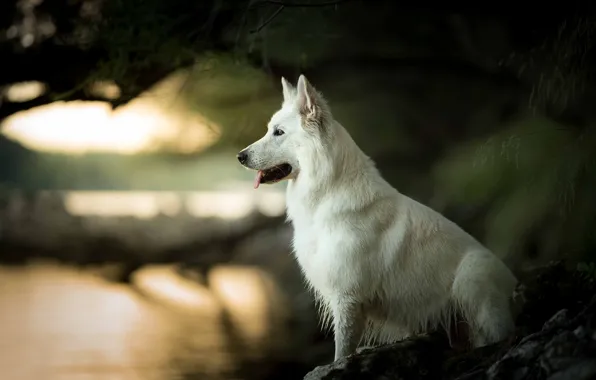 Portrait, dog, profile, bokeh