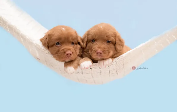 Dogs, background, puppies