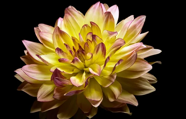 Flowers, nature, background