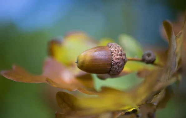 Picture leaves, leaves, acorn, Jacky Parker, acorn
