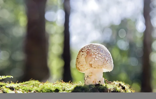 Forest, mushroom, moss