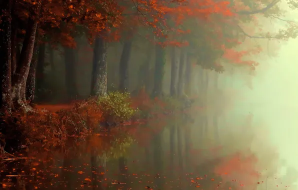 Picture autumn, fog, lake