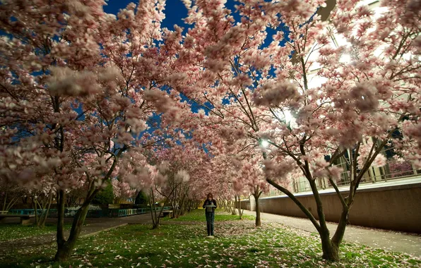 Trees, the city, Park