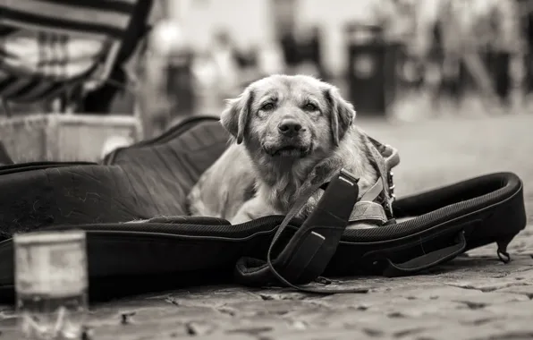 Look, each, street, dog