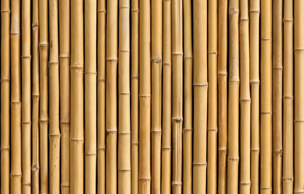 Bamboo, plant, trunk
