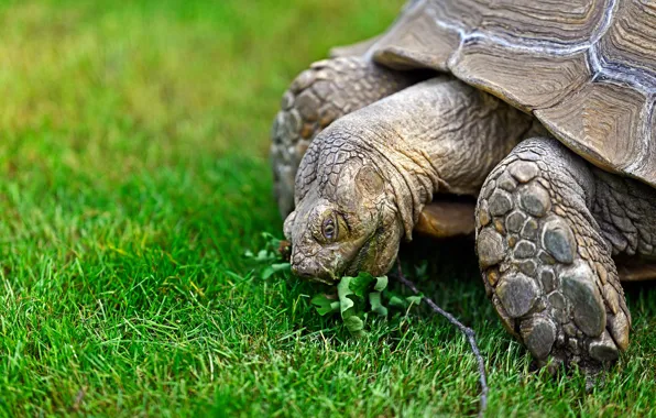 Grass, glade, turtle, large, lunch, land