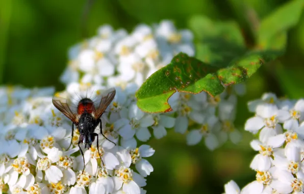 Picture summer, flowers, insect