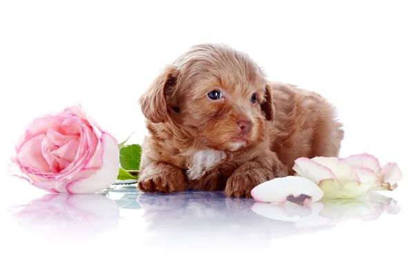Picture flowers, rose, dog, petals