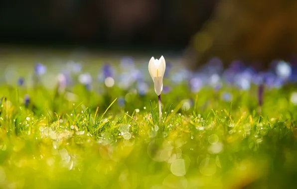 Picture grass, light, flowers, glade, spring, crocuses, bokeh