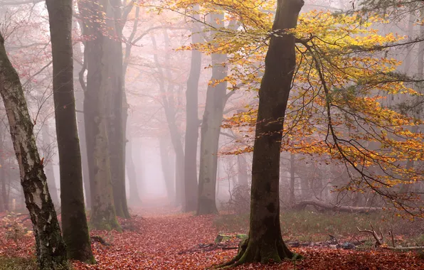 Autumn, forest, trees, branches, fog, Park, trunks, foliage
