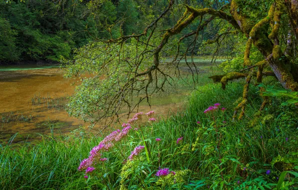 Greens, forest, grass, trees, flowers, branches, pond, Park