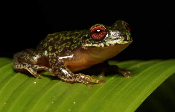 Picture leaves, macro, leaf, frog, black background, spotted