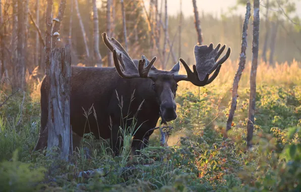 Autumn, face, nature, horns, moose