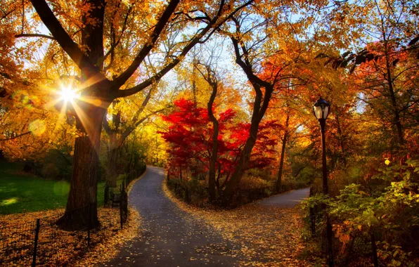 Road, autumn, forest, leaves, trees, sunset, nature, Park