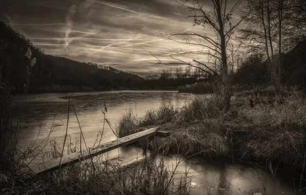 Trees, lake, Board, black and white, melancholy