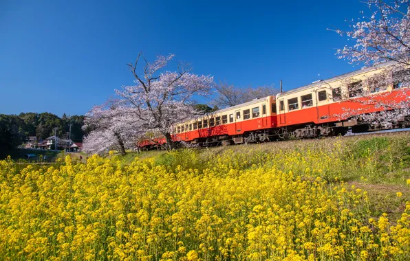 Train, Asia, railroad, rape, rapeseed field
