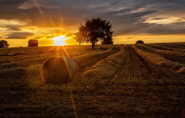 Picture field, summer, sunset, tree, hay