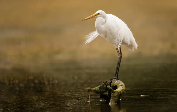 Eyes, lake, bird, branch, beak, Heron, wildlife, white Heron