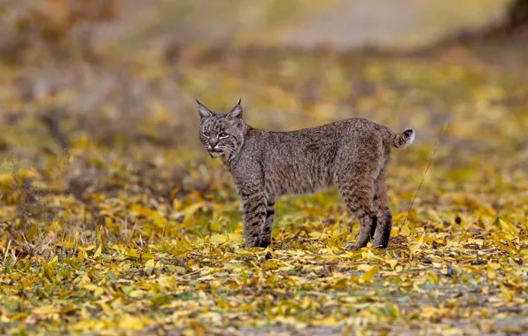 Picture autumn, look, glade, foliage, lynx