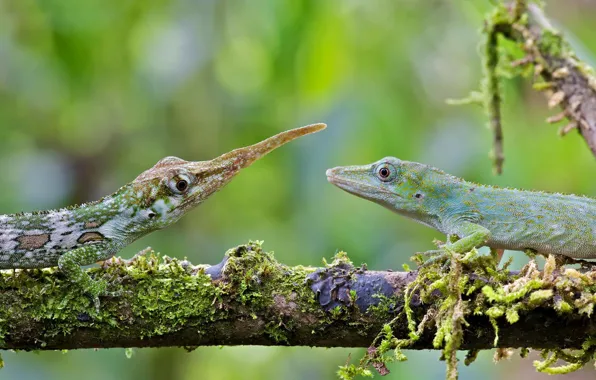 Lizard, female, male, Ecuador, anolis