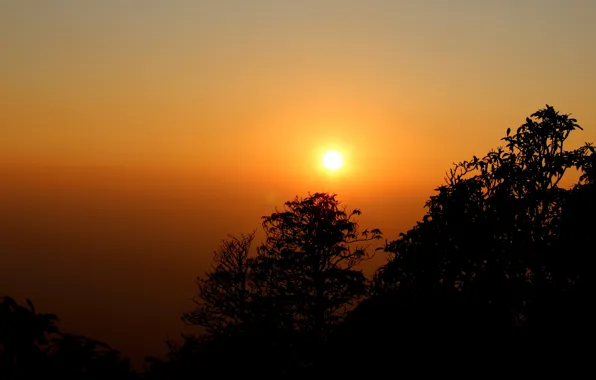 Picture trees, sunset, silhouette, haze