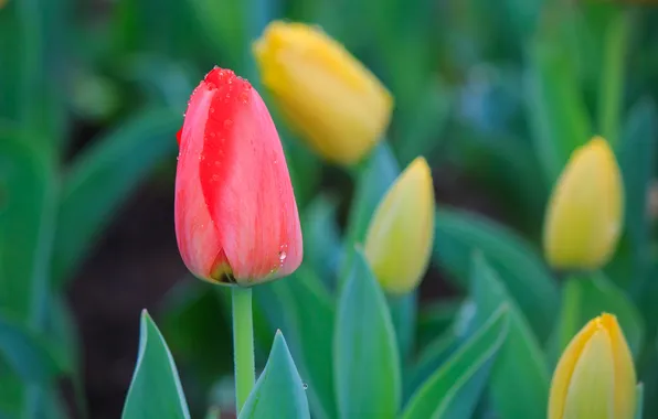 Picture drops, flowers, yellow, red, tulips, tulpani
