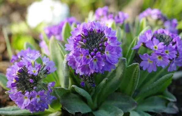 Picture lilac, spring, Primula