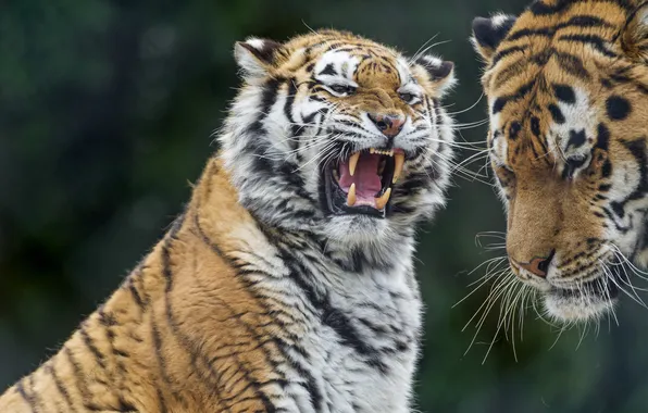 Cat, tiger, mouth, grin, evil, Amur, ©Tambako The Jaguar