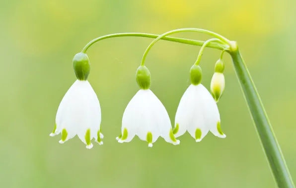 Picture BACKGROUND, GREEN, MACRO, WHITE, STEM, Lilies of the valley, BELLS