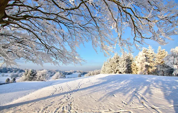 Winter, forest, snow, branches, tree