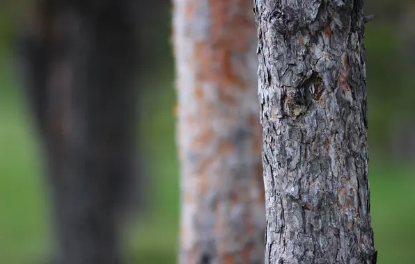 Background, tree, spruce