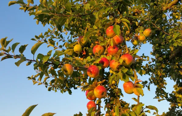 Picture branches, apples, fruit, Apple