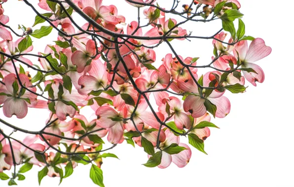 Flowers, white background, dogwood