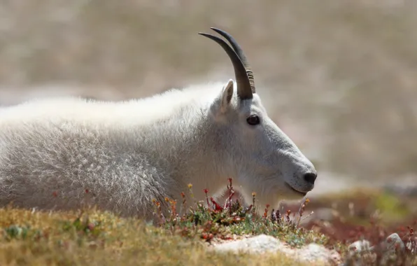 White, face, nature, portrait, goat, lies, profile, white