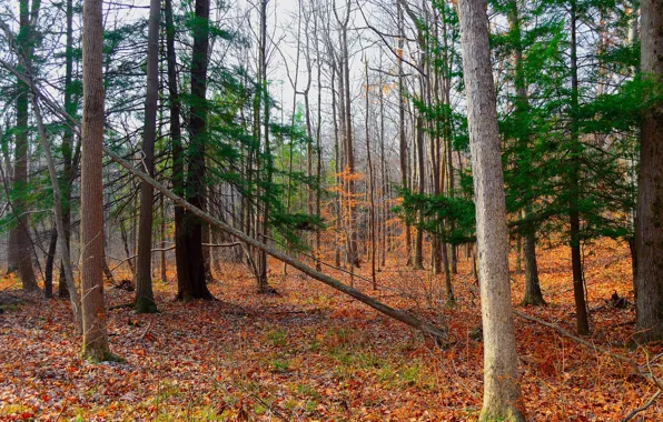 Autumn, forest, leaves, trees