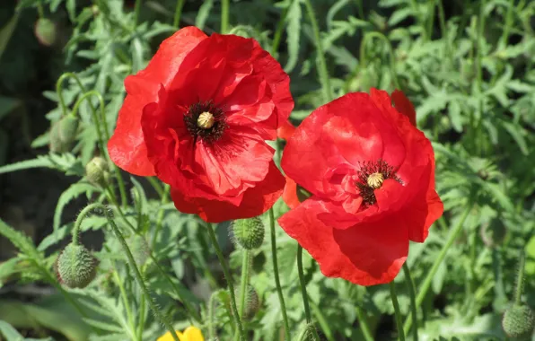 Flowers, Maki, Red, Pair, Meduzanol ©, Summer 2018