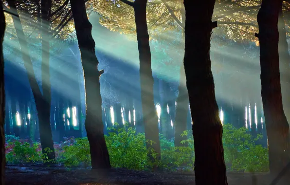 Forest, rays, light, trees, landscape, blue, nature, green