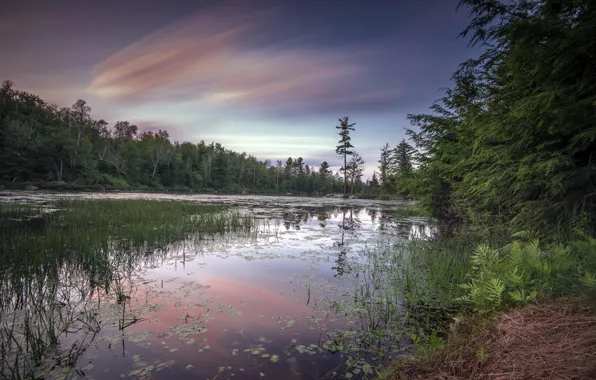 Picture sunset, landscape, river, forest