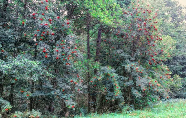 Greens, autumn, forest, trees, branches, berries, thickets, branch