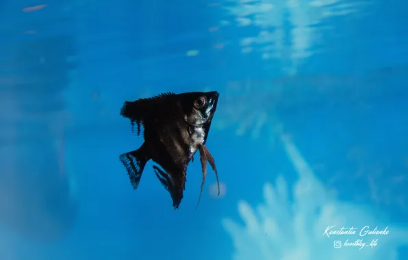 Water, fish, relax, aquarium, fish, scalars