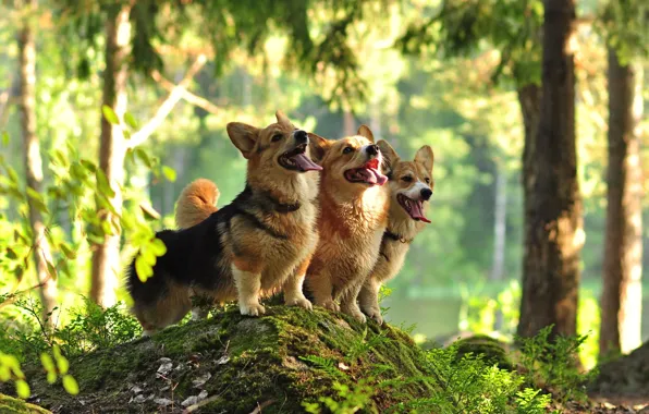 Forest, dogs, trio, Welsh Corgi