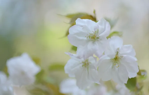Flowers, cherry, blur, spring, Sakura, white, light background, flowering