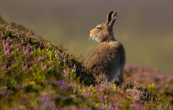 Summer, nature, hare