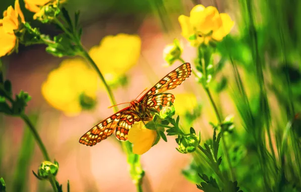 Picture macro, flowers, butterfly, bokeh