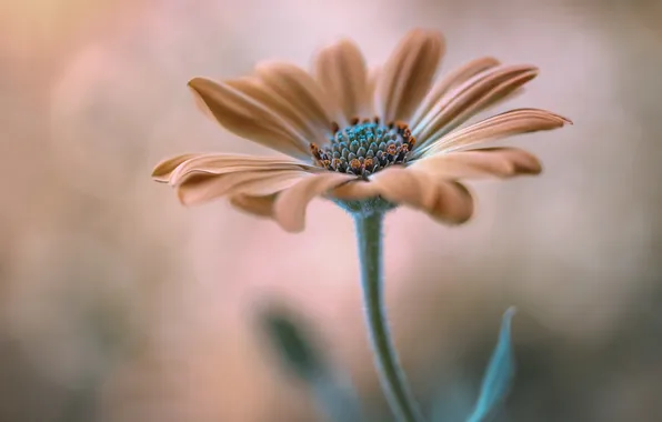 Flowers, nature, petals