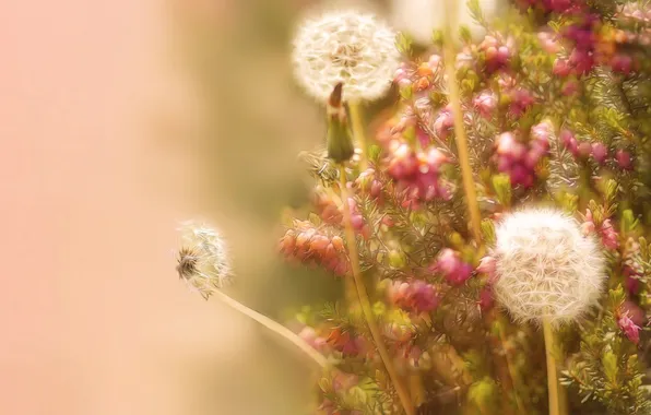 Flowers, nature, background