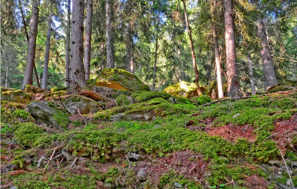Picture forest, grass, trees, stones, open, moss, krucha