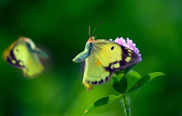 Flower, macro, butterfly, background