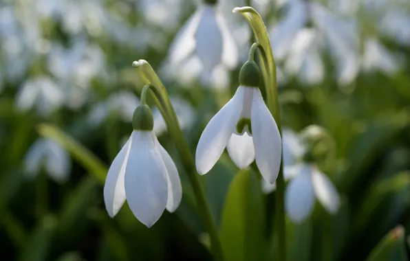 Picture flowers, petals, snowdrops, white