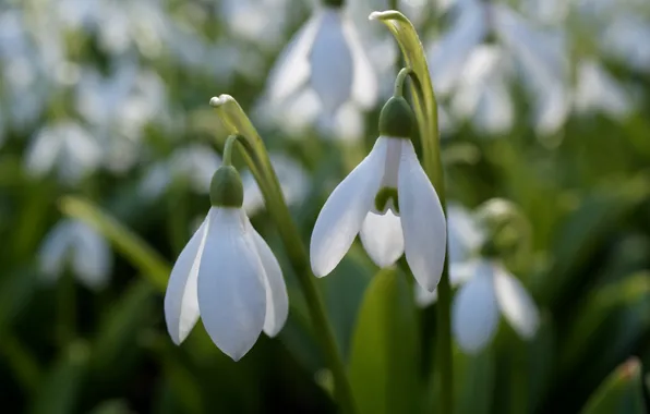 Flowers, petals, snowdrops, white